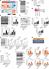 Phosphorylation of NCOA3 by ULK1 blocks lipogenesis by modulating transcrip