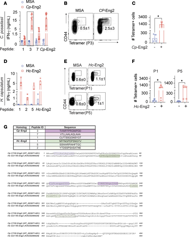 Mapping of Eng2 immunodominant epitopes in C. posadasii and H. capsulatu...