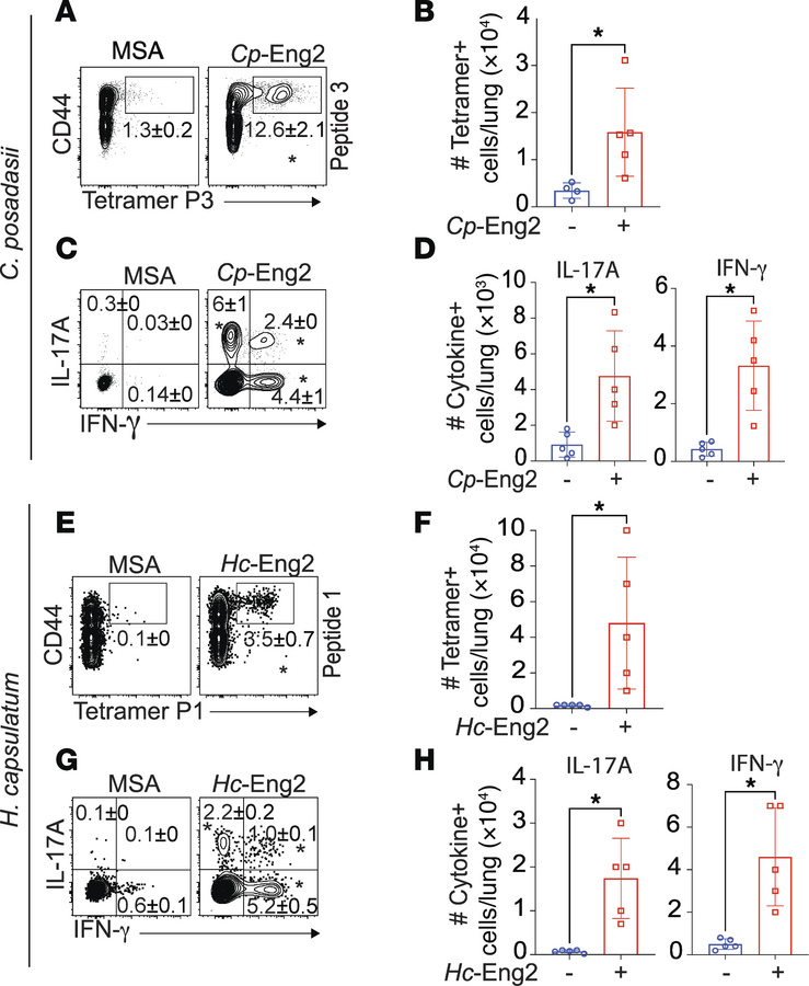Functional analysis of Eng2-specific CD4+ T cells following experimental...