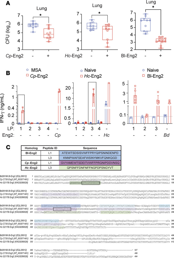Protective efficacy of Eng2 homologs and mapping of Eng2 epitopes in hum...