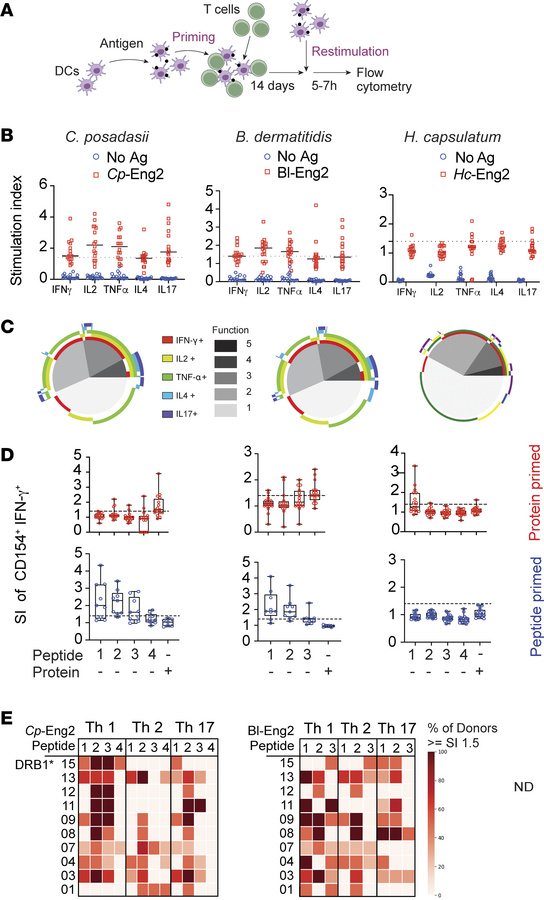 Response of CD4+ T cell–naive participants to predicted epitopes.
(A) Sc...