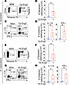 Functional analysis of Eng2-specific CD4+ T cells following experimental pu