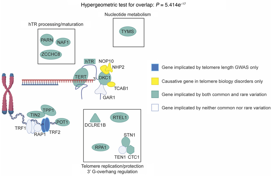 Common and rare genetic variation converges in telomere biology disorder...
