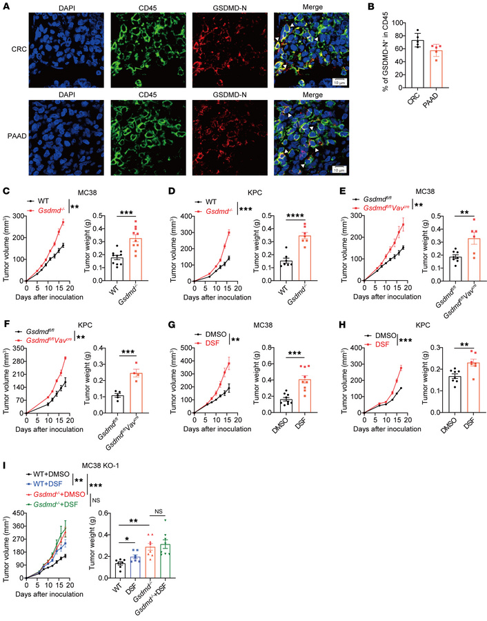 GSDMD deficiency in immune cells promotes tumor growth.
(A and B) Immuno...