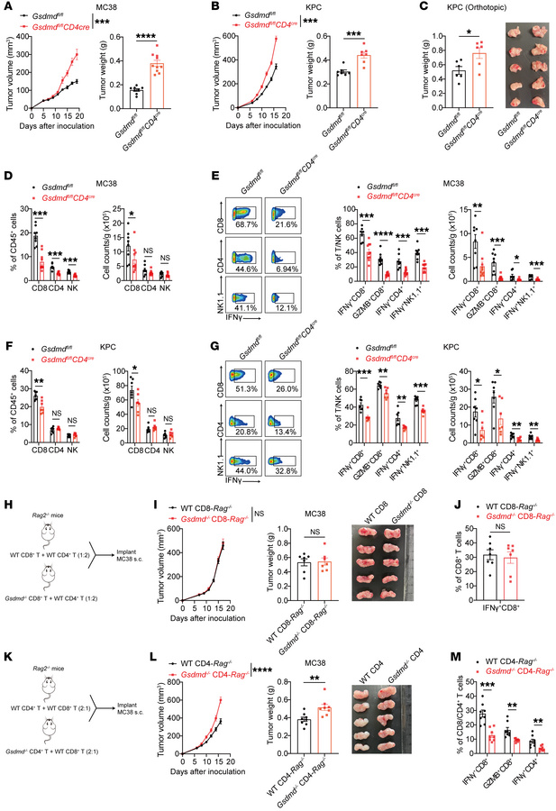 Deletion of GSDMD in CD4+ T cells leads to impaired CD8+ T cell function...