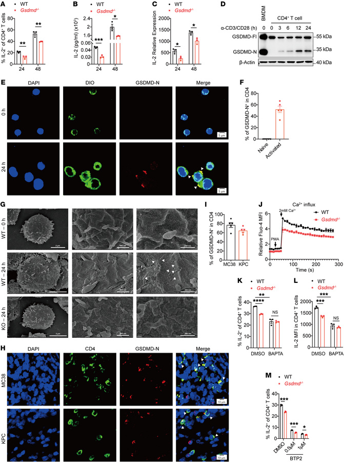 GSDMD-N pores mediate Ca2+ influx for induction of IL-2 in CD4+ T cells....