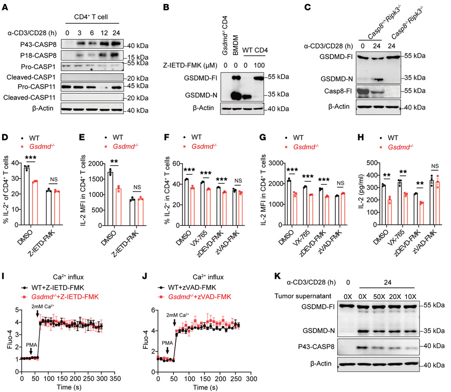 Caspase-8 mediates GSDMD cleavage in CD4+ T cells after TCR activation, ...