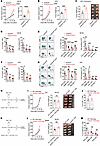 Deletion of GSDMD in CD4+ T cells leads to impaired CD8+ T cell function.