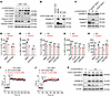 Caspase-8 mediates GSDMD cleavage in CD4+ T cells after TCR activation, and