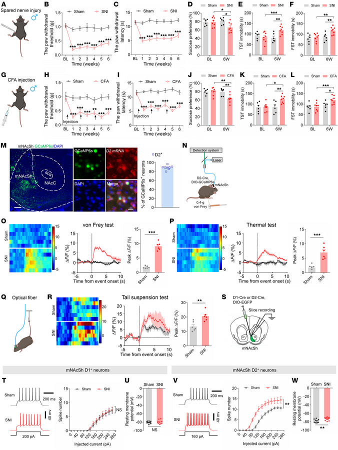 Activation of mNAcSh D2 neurons in neuropathic pain mice comorbid with d...