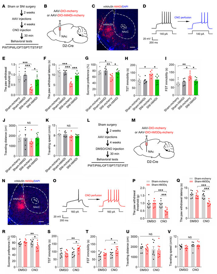 Manipulations of mNAcSh D2 neurons bilaterally modulates pain and depres...