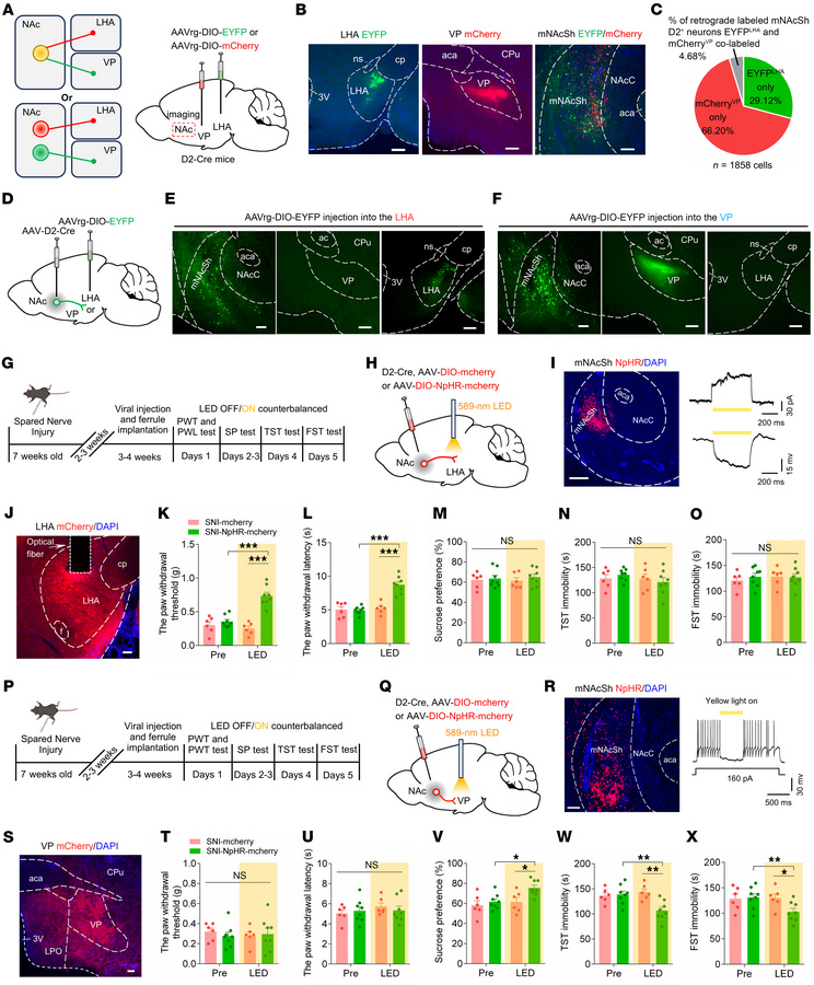 Silencing mNAcShD2-LHA and mNAcShD2-VP projections induces different eff...