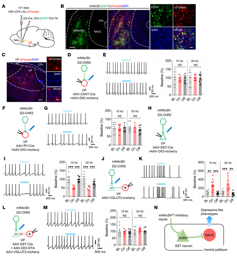 mNAcSh D2 inputs disinhibit VP glutamatergic neurons via inhibition of S...