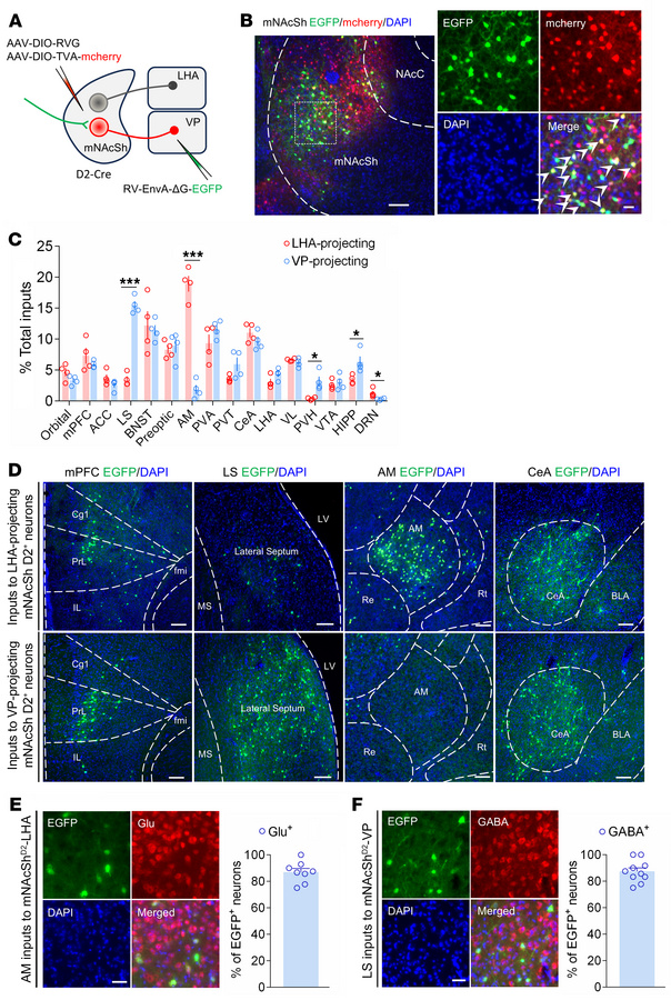 Whole-brain mapping of inputs to mNAcShD2-LHA and mNAcShD2-VP neurons.
(...