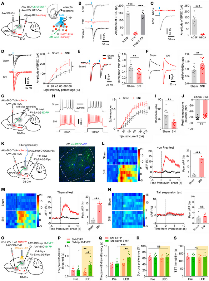 The AMGlu-mNAcShD2-LHAorexin pathway controls pain hypersensitivity.
(A)...