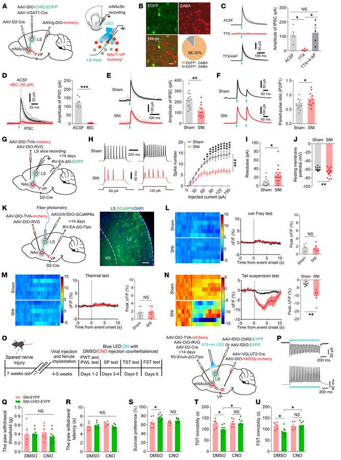 LS GABAergic neurons modulate depression-like behaviors by connection wi...