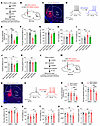 Manipulations of mNAcSh D2 neurons bilaterally modulates pain and depressio