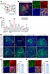 Whole-brain mapping of inputs to mNAcShD2-LHA and mNAcShD2-VP neurons.