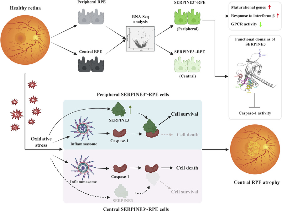 graphical abstract