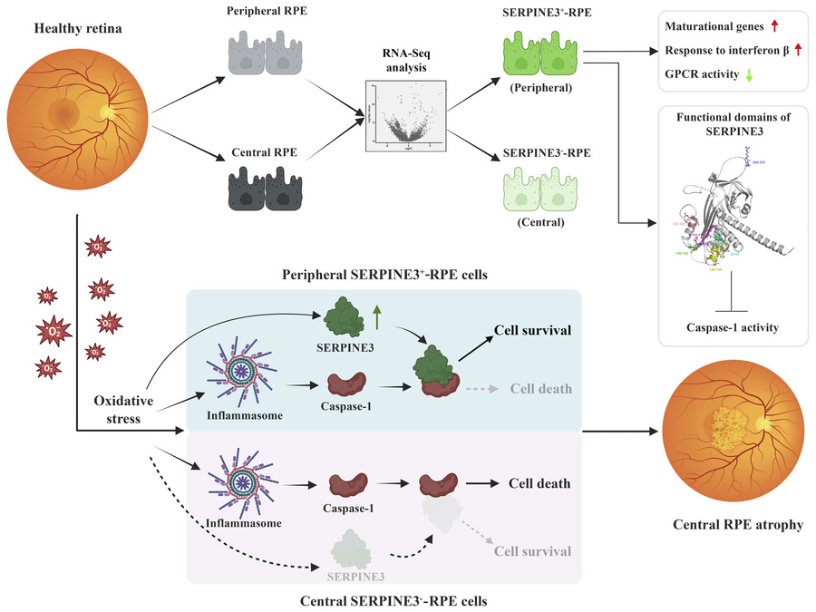 graphical abstract