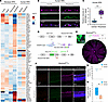 SERPINE3 is highly expressed in the peripheral RPE cells.