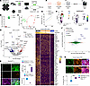 Identifying the transcriptomic features of SERPINE3+-RPE cells from 2-month