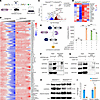 The downstream target assay of SERPINE3 by proteinase screen and RNA-seq an