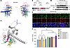 Protein functional domain assay of SERPINE3.