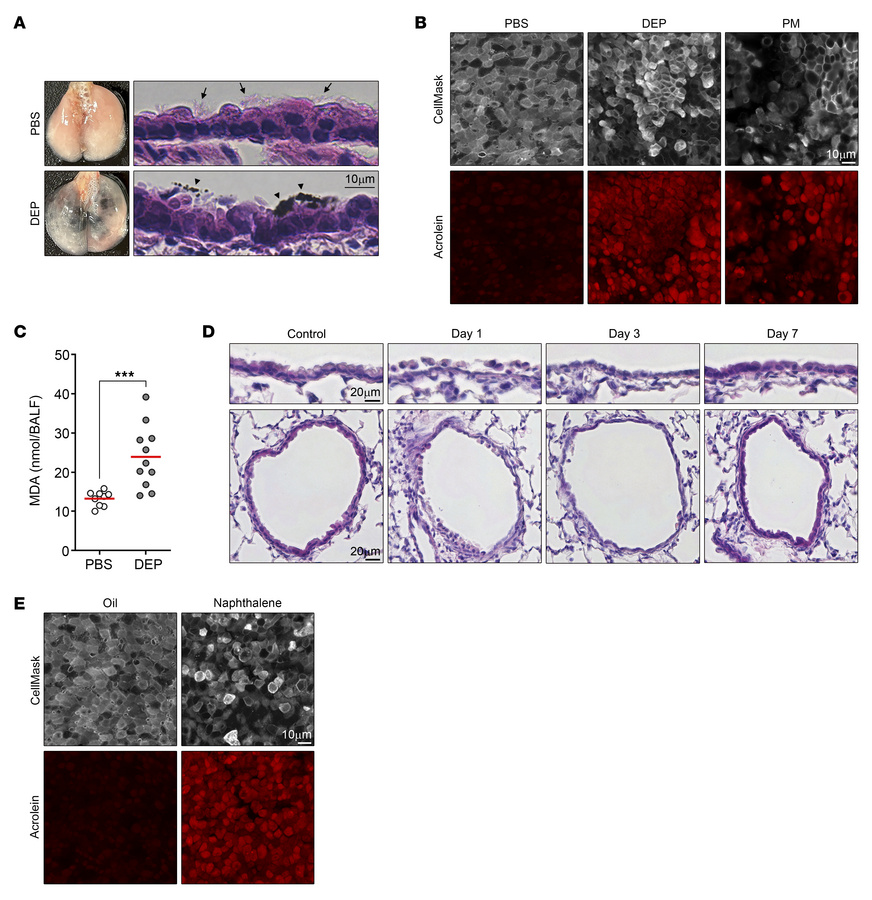 PM2.5 induces reactive aldehyde species in the airway.
(A) WT mice were ...