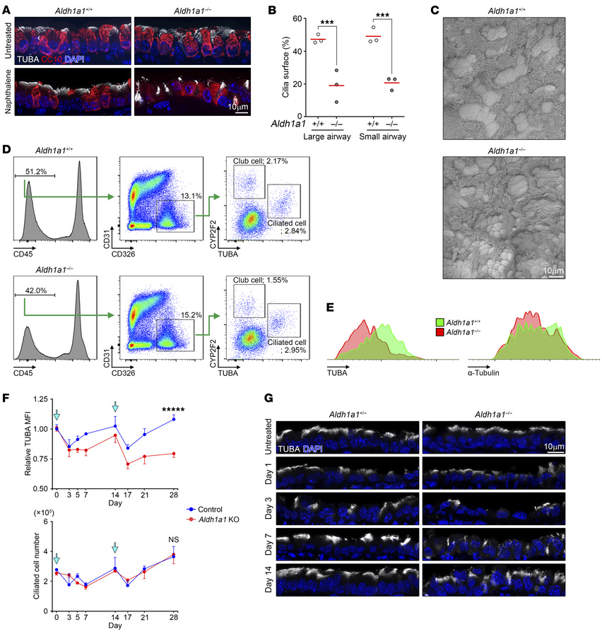 ALDH1A1 deficiency leads to impaired cilia regeneration.
(A–E) Mice with...