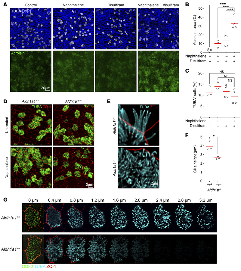 Aberrant cilia regeneration in ciliated cell culture.
(A–C) Immunofluore...