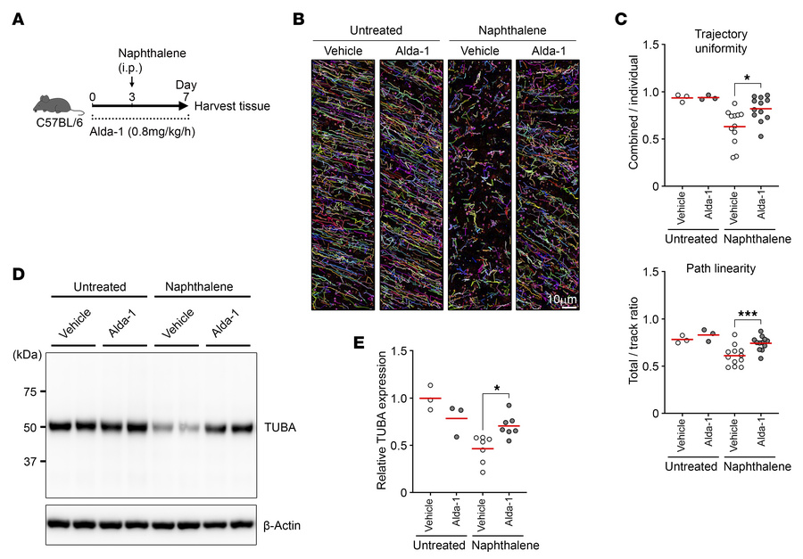 Enhancing ALDH1A1 activity promotes regeneration of cilia and MCC.
WT mi...