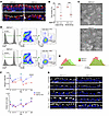 ALDH1A1 deficiency leads to impaired cilia regeneration.