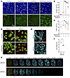 Aberrant cilia regeneration in ciliated cell culture.