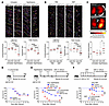 Impaired MCC in ALDH1A1-deficient mice.