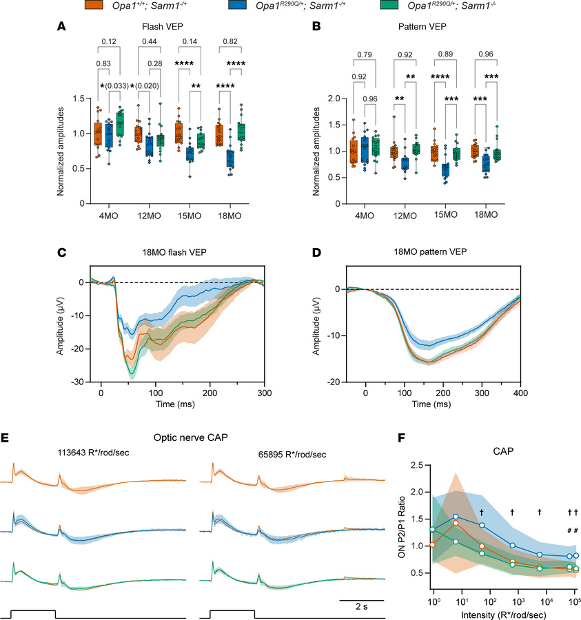 
Sarm1 KO rescues the decline in RGC function in Opa1R290Q/+ mice.
(A an...