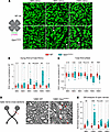 Age-related RGC and optic nerve degeneration in Opa1R290Q/+ mice.