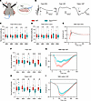 Impaired RGC function in Opa1R290Q/+ mice as measured by ERG and VEP.