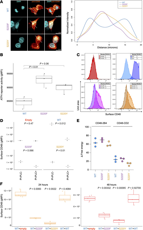 Human S220 CD48 variants lead to altered CD48 cellular distribution.
(A)...