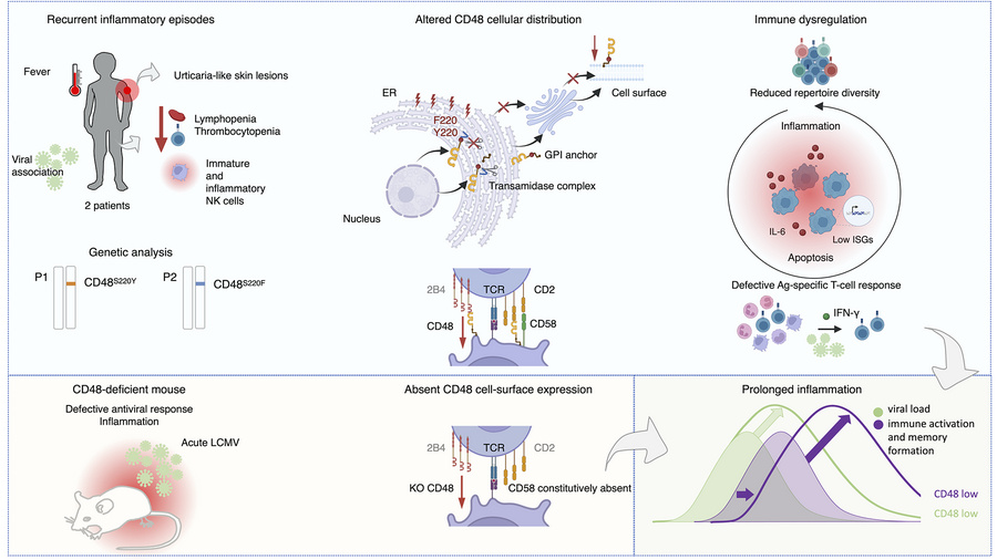 graphical abstract