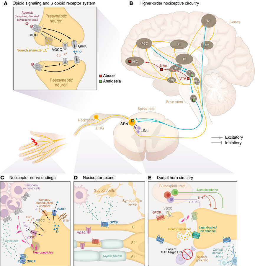 Molecular and circuit architecture of pain processing.
(A) Activating th...