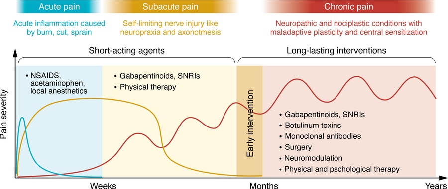 Acute and chronic pain demand distinct therapeutic strategies.
Pain can ...