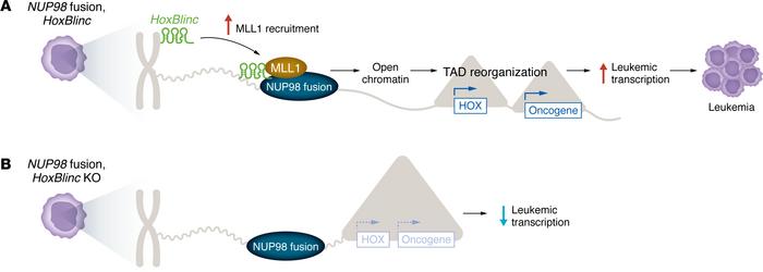 
HoxBlinc modulates oncogenic transcription and leukemogenesis in NUP98 ...