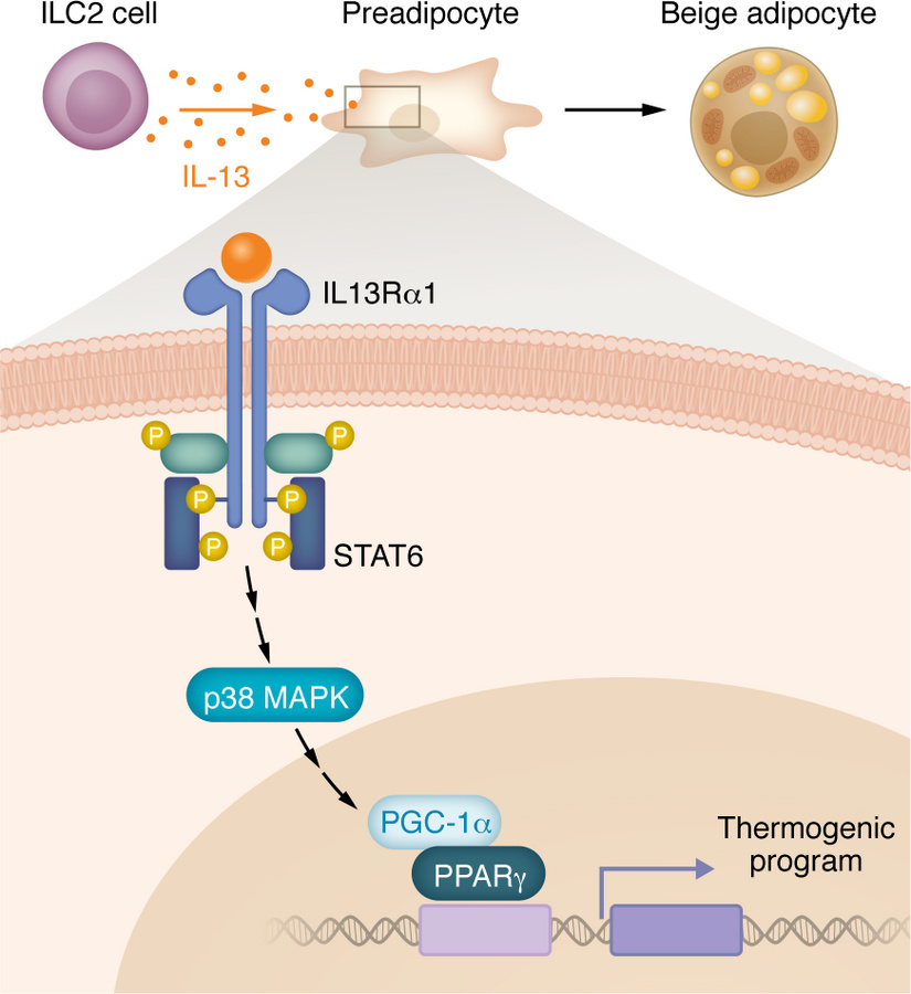IL-13 signaling primes preadipocytes to differentiate into beige adipocy...