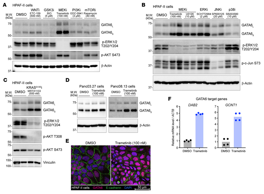 Inhibiting the oncogenic KRAS/MEK/ERK axis upregulates GATA6 expression ...