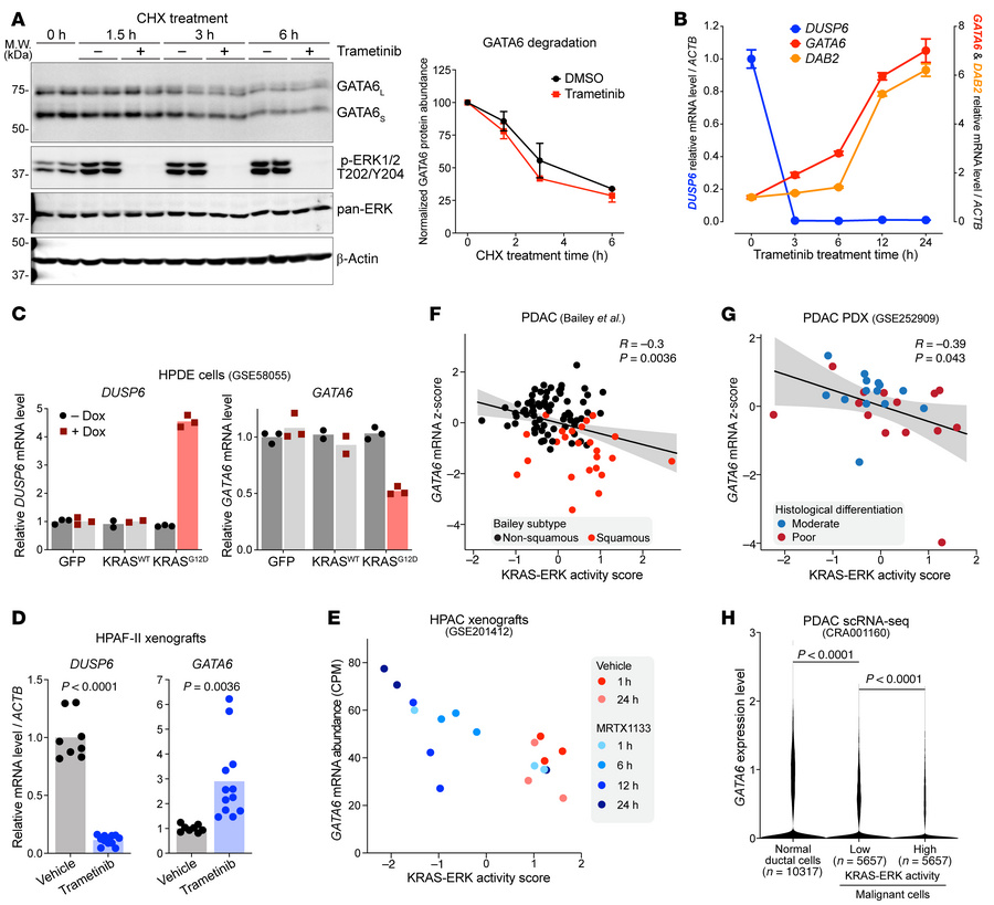 Oncogenic KRAS-activated ERK signaling inhibits GATA6 transcription.
(A)...
