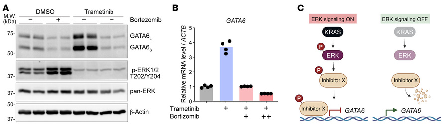 ERK inhibits GATA6 transcription, potentially by stabilizing certain tra...
