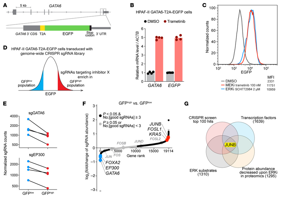 Genome-wide CRISPR screening identifies transcriptional repressor JUNB f...