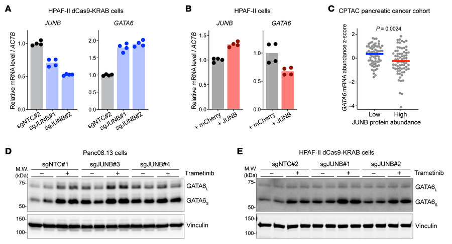 JUNB mediates ERK’s suppressive effect on GATA6 transcription.
(A) Knock...