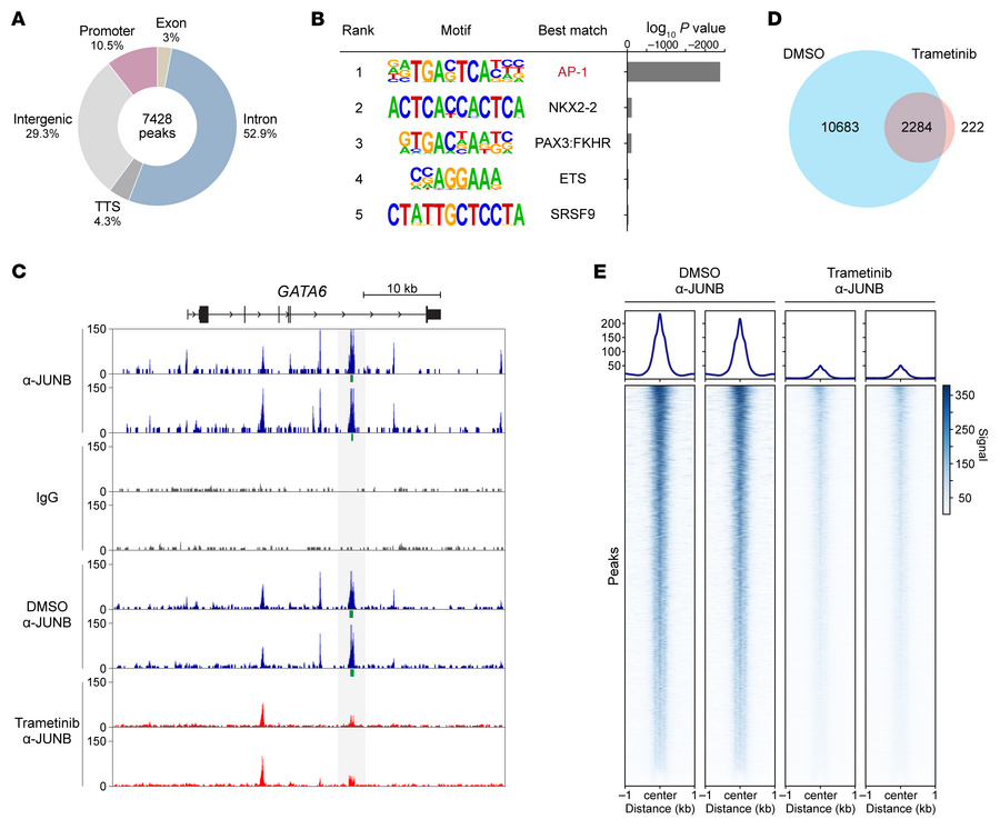 JUNB binds directly to the GATA6 locus in a MEK/ERK-dependent manner.
(A...